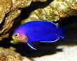Argi Angel Fish